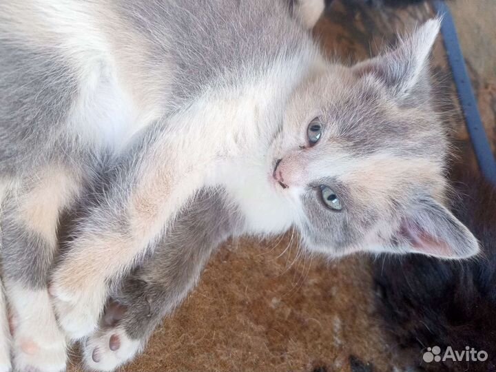 Котята отдам в добрые руки бесплатно