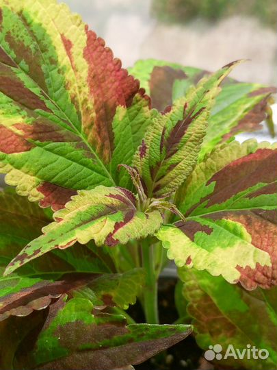 Колеус вегетативный 