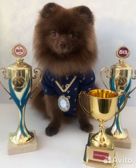 Вязка шпиц (Кобель чемпион)