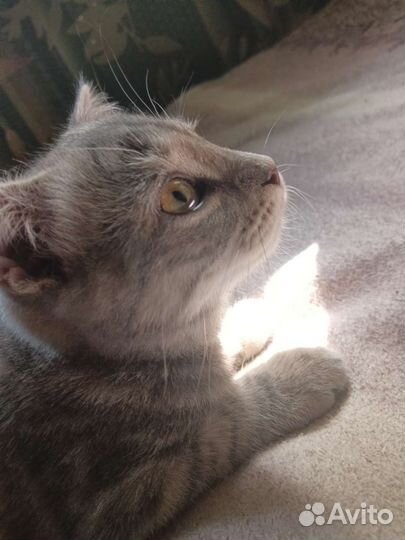Вислоухий котёнок