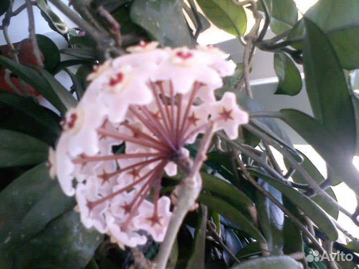 Цветок хойя