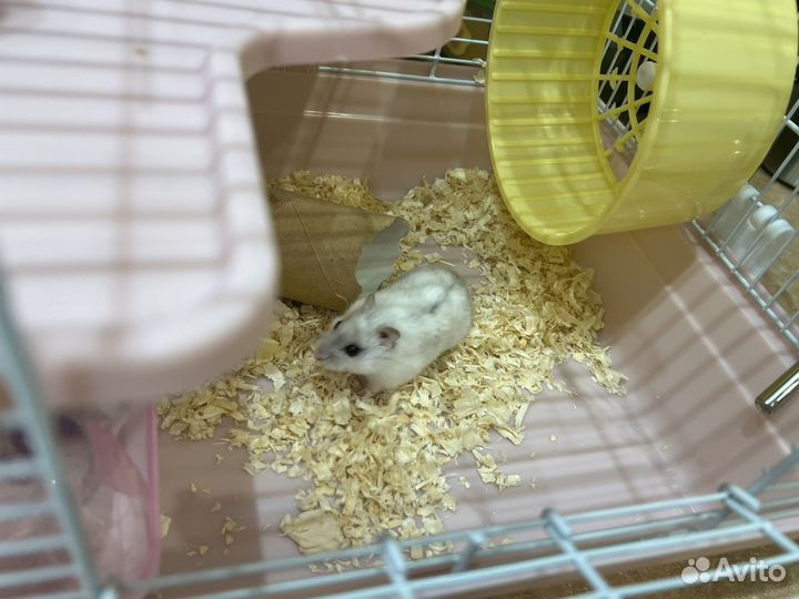 Джунгарские хомячки с клеткой