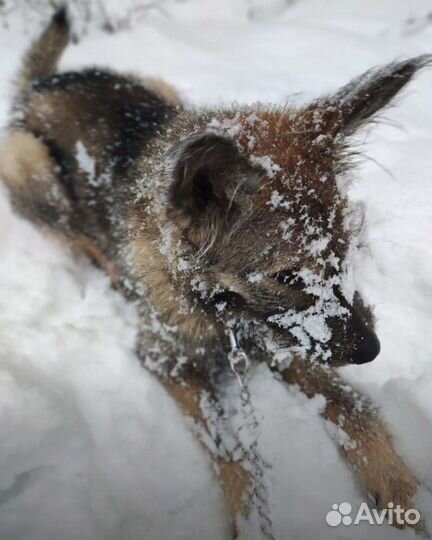Терьеристый пес в дар
