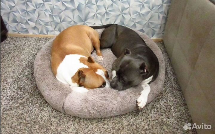 Лежанка для собаки и кошки