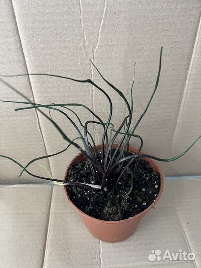 Алоказия Летающий кальмар