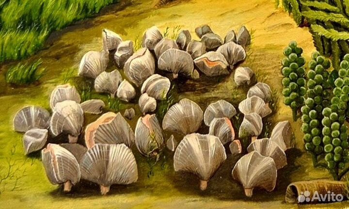 Брахиоподы девонского периода