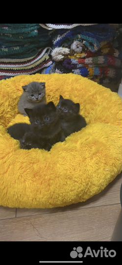 Кошка Британская и котята полубританцы