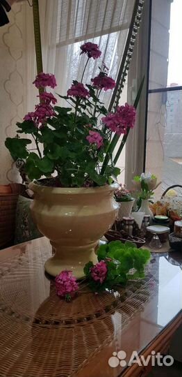 Герани в большом вазоне