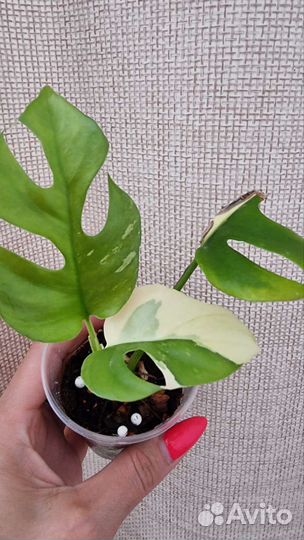 Монстера рафидофора тетрасперма вариегатна