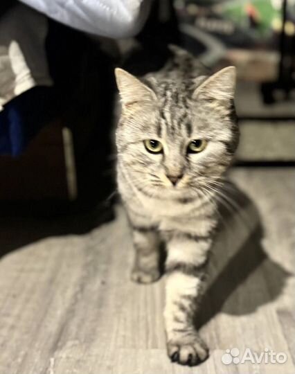 Ласковая кошечка ищет дом