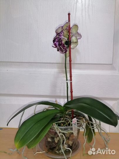 Орхидея фаленопсис цветущий
