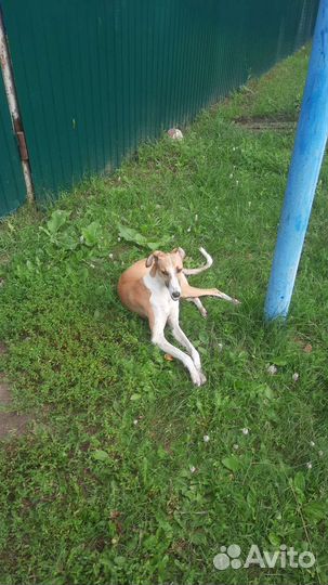 Найдена собака