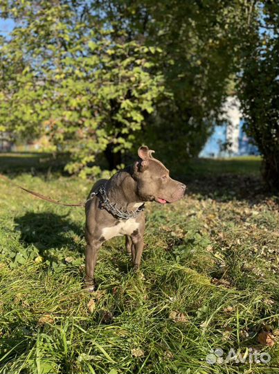 Питбультерьер вязка