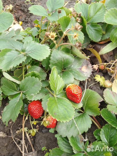 Клубника и малина ремонтантная