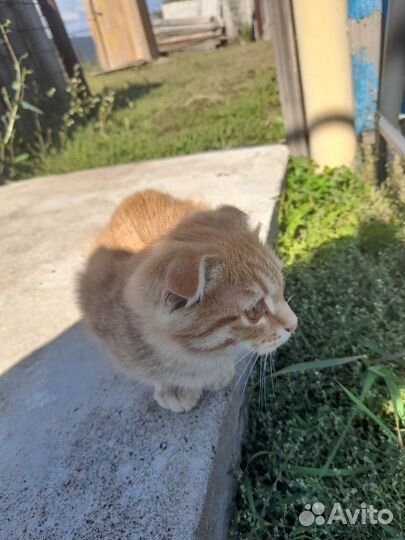 Отдам в добрые руки