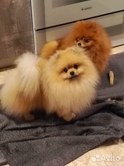 Мальчик 1 год