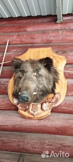 Чучела животных