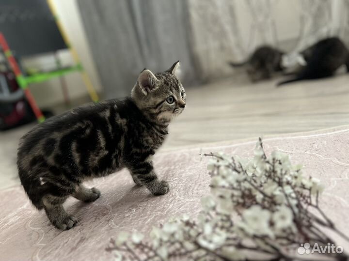 Котята в добрые руки даром бесплатно