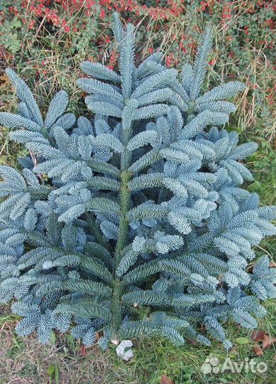 Еловые ветки Голубой ели. Нобилис. Зарубежный