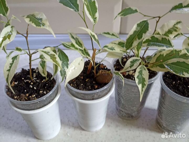 Фикус бенджамина Де Гантель