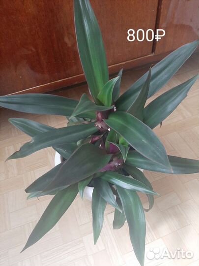 Цветы домашние в горшках