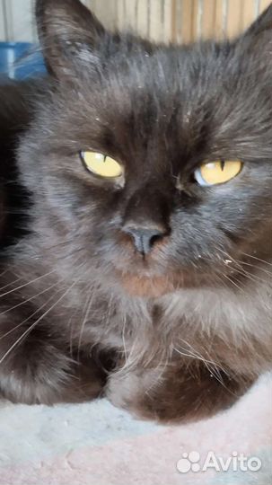 Персидская