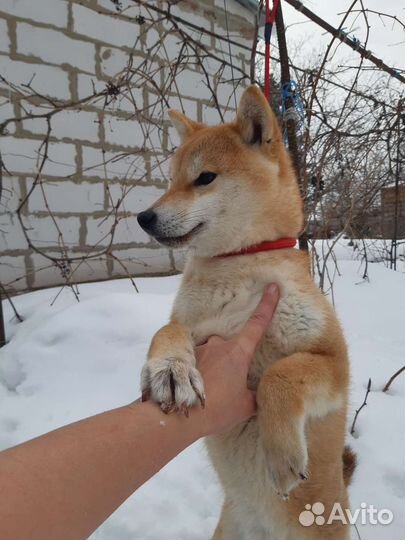 Щенки сиба ину