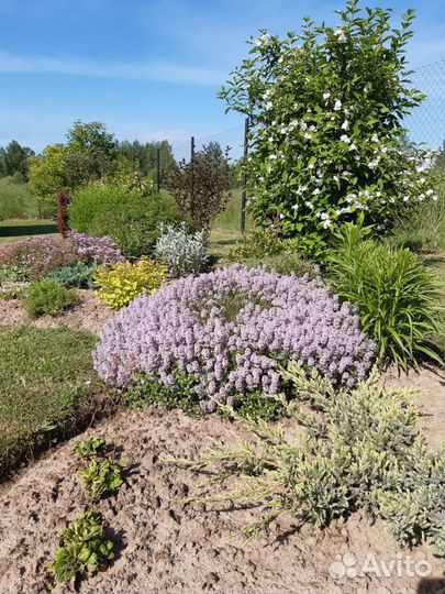 Мыльнянка, тимьян, гвоздики, иссоп