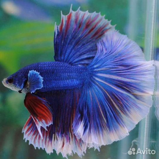 Петушок супер дельта