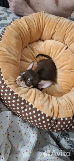 Чихуахуа мини