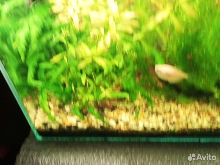Аквариумные растения