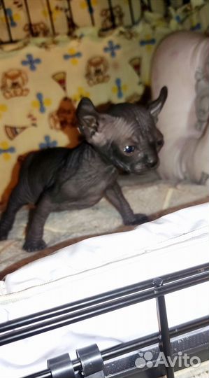 Сфинкс эльф