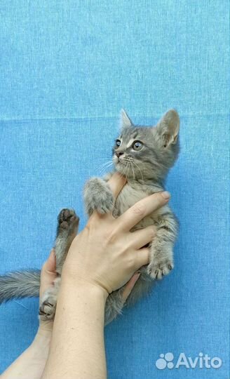 Котята 1.5 мес