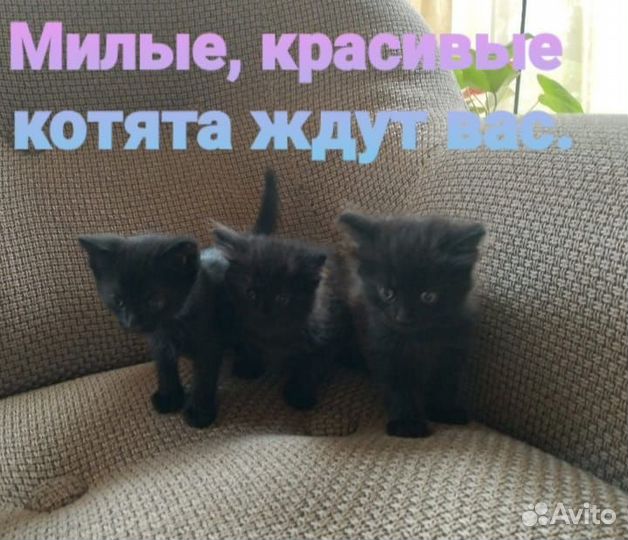 Отдам в добрые руки