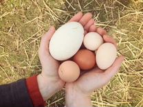 Домашние куриные яйца и гусинные