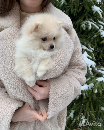 Щенки японского шпица