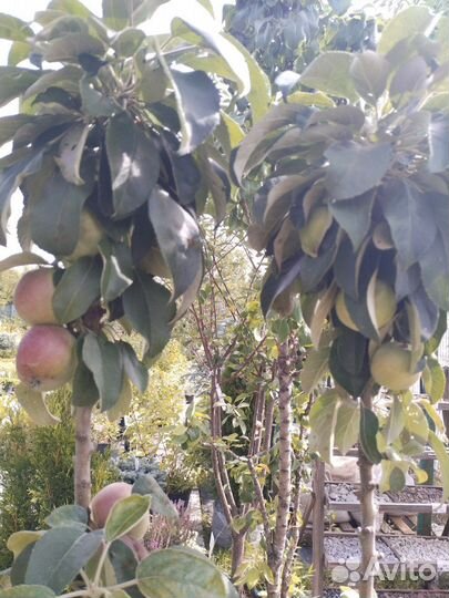 Яблоня колоновидная