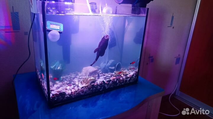 Аквариум