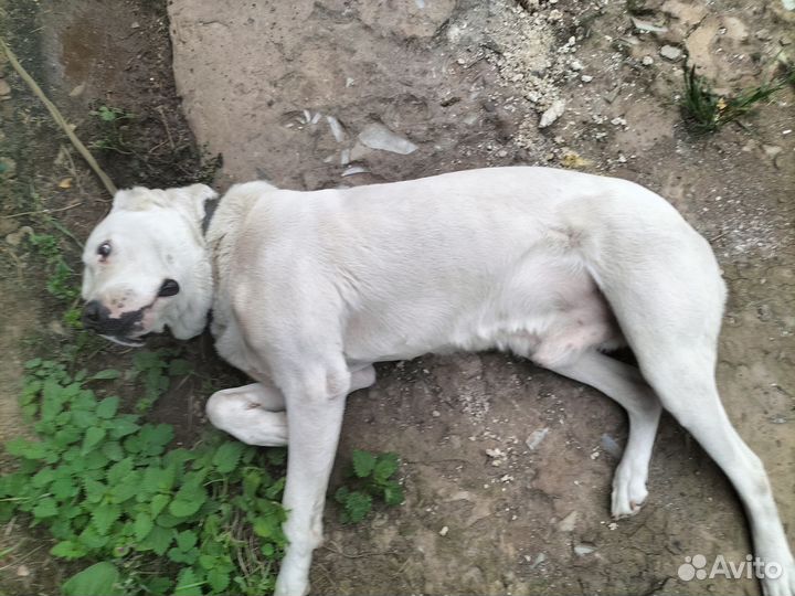 Собака алабай