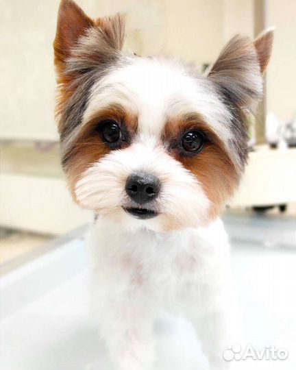 Стрижка собак и кошек