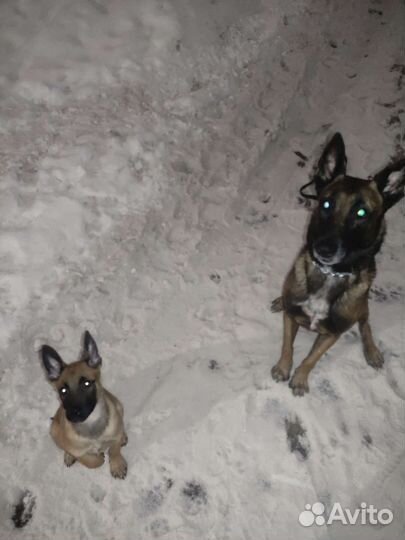 Передержка животных и дрессировка собак