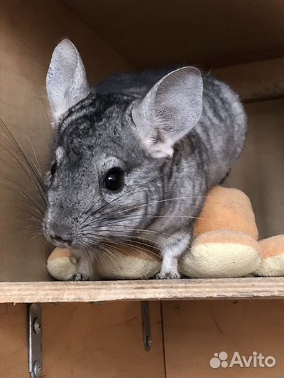 Шиншилла с клеткой