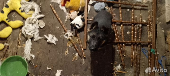 Продам щенка немецкой овчарки