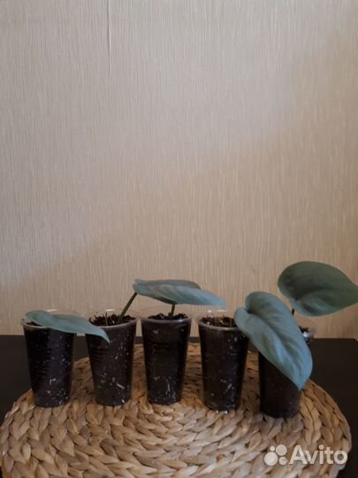 Сциндапсус Платинум, Сильвер клауд