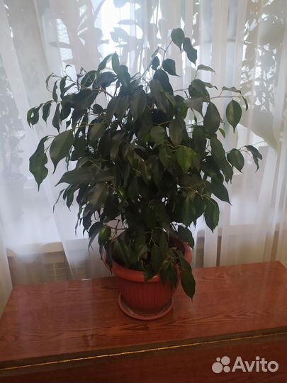 Фикус бенджамина