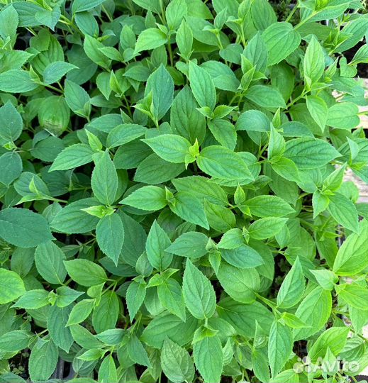 Гортензия саженцы