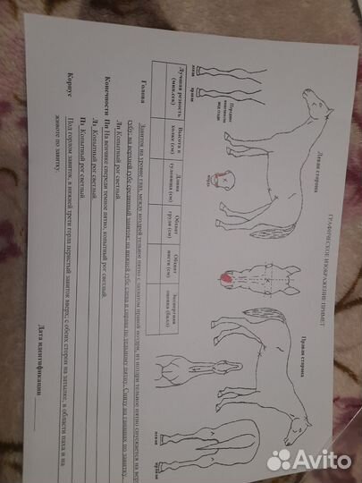 Жеребец орловской породы