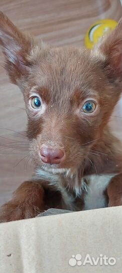 Щенодевочка в добрые руки