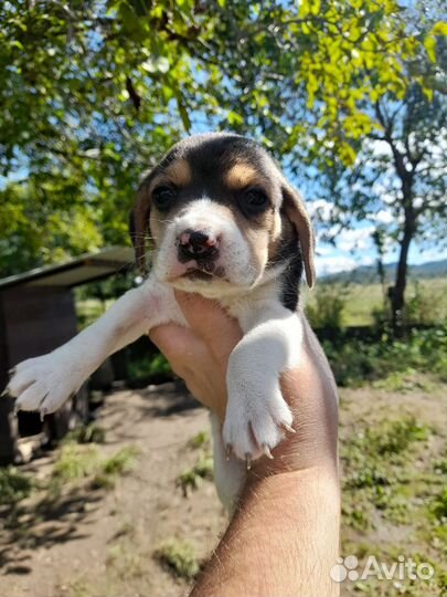 Щенки бигль