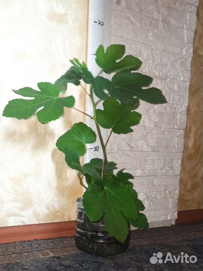 Цитрусовые растения, инжир